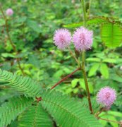 含羞草、花卉種子、花種、盆花